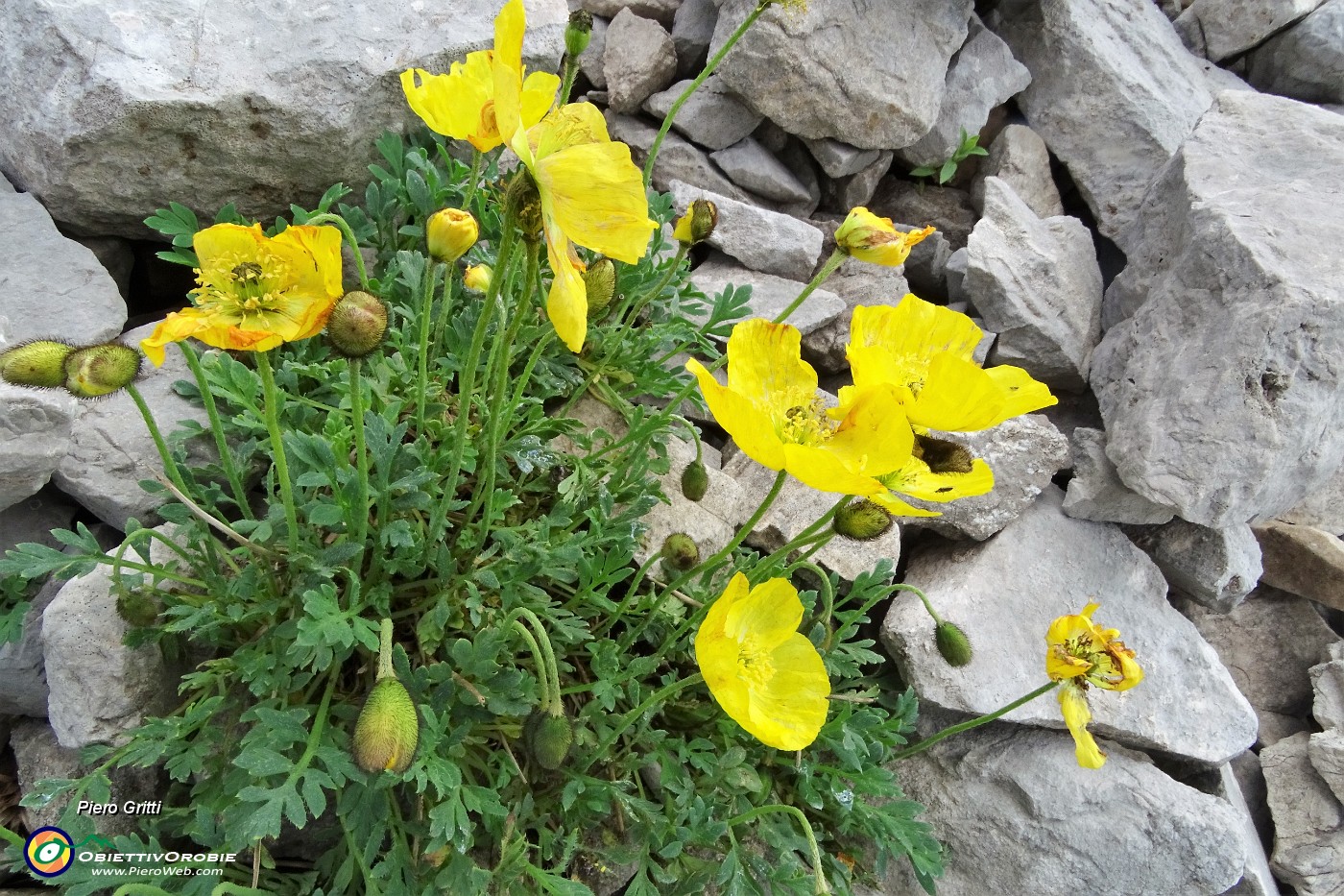 39 Nel Mandrone Papavero alpino (Papaver rhaeticum) malconcio per i temporaloini.JPG